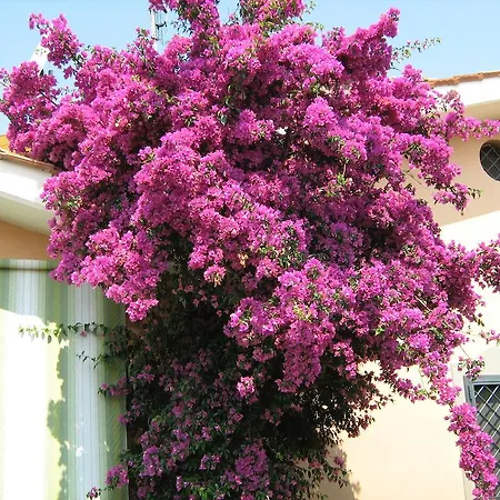Bed & Breakfast Sedici Pini *